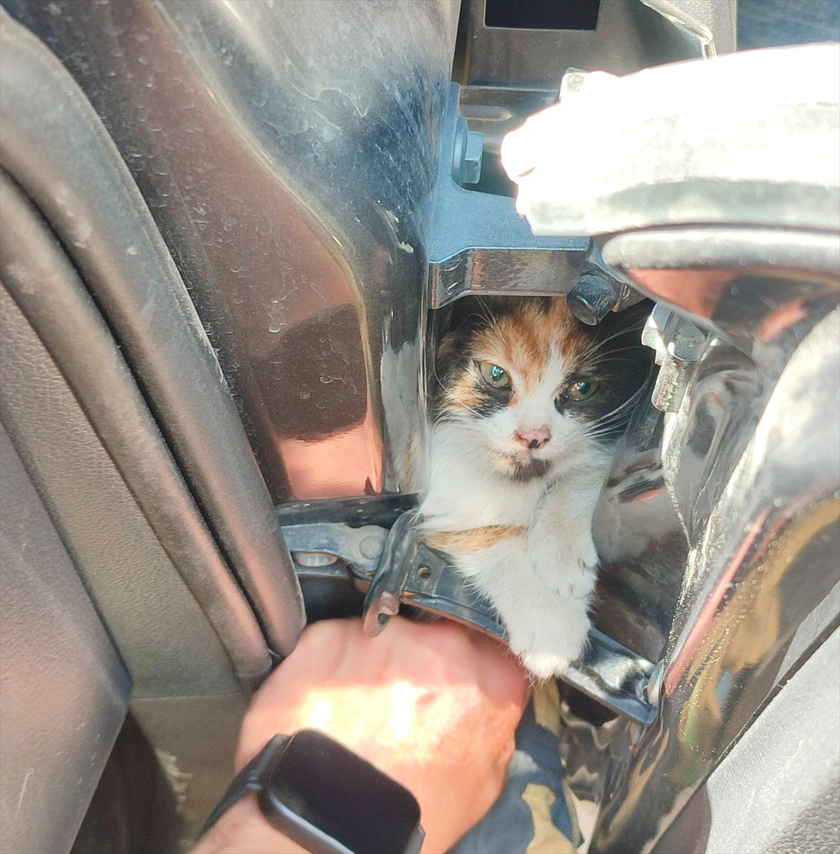 Hatay'ın İskenderun ilçesinde otomobilin kapısına sıkışan kedi yavrusu itfaiye ekibince...