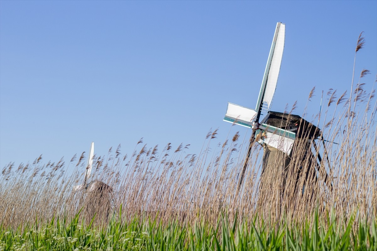 Hollanda'da, bu yıl 52’incisi düzenlenen "Ulusal Değirmen Günü"nde yüzlerce değirmen halka açıldı....