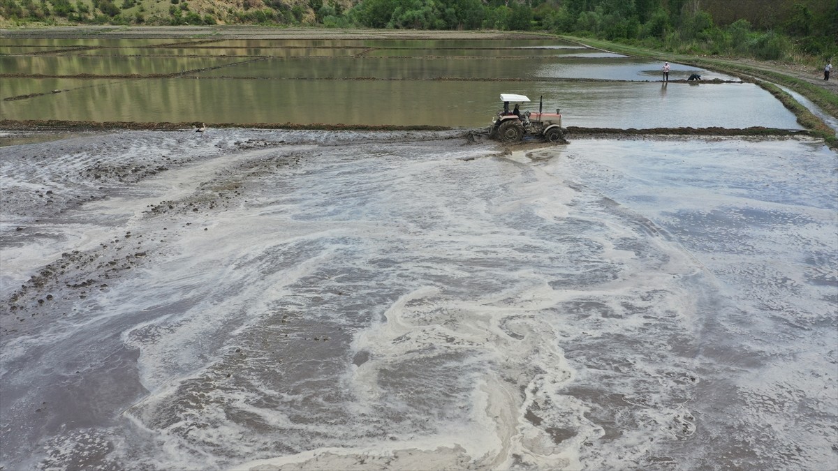 İlkbaharda Kastamonu'nun Tosya ilçesine göç eden leylekler, çeltik ekiminin sürdüğü tarlalarda...