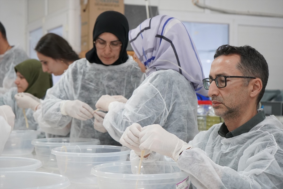 Isparta'da Isparta Uygulamalı Bilimler Üniversitesi (ISUBÜ) bünyesindeki Tıbbi Sülük Uygulama ve...
