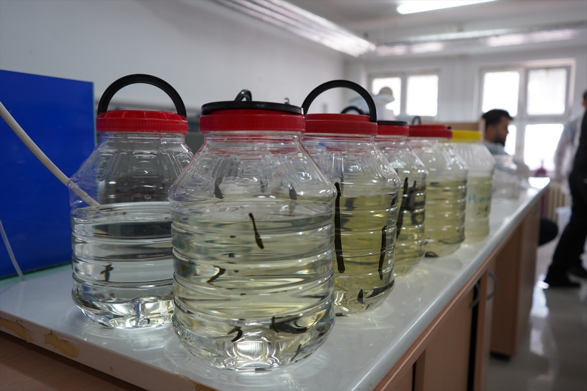 Isparta'da Isparta Uygulamalı Bilimler Üniversitesi (ISUBÜ) bünyesindeki Tıbbi Sülük Uygulama ve...