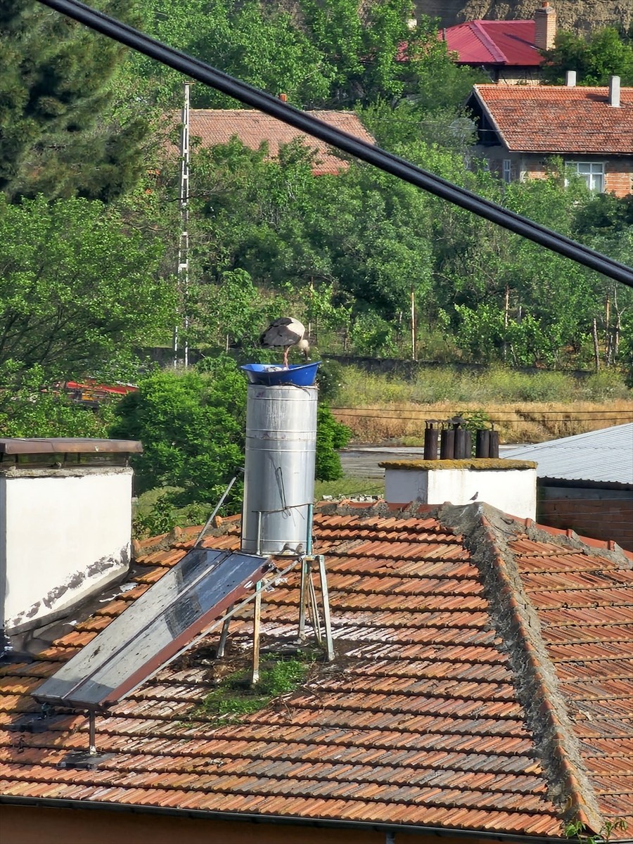 Kastamonu'nun Tosya ilçesinde itfaiye ekipleri, leyleklerin rüzgarda dağılan yuvasının yerine...