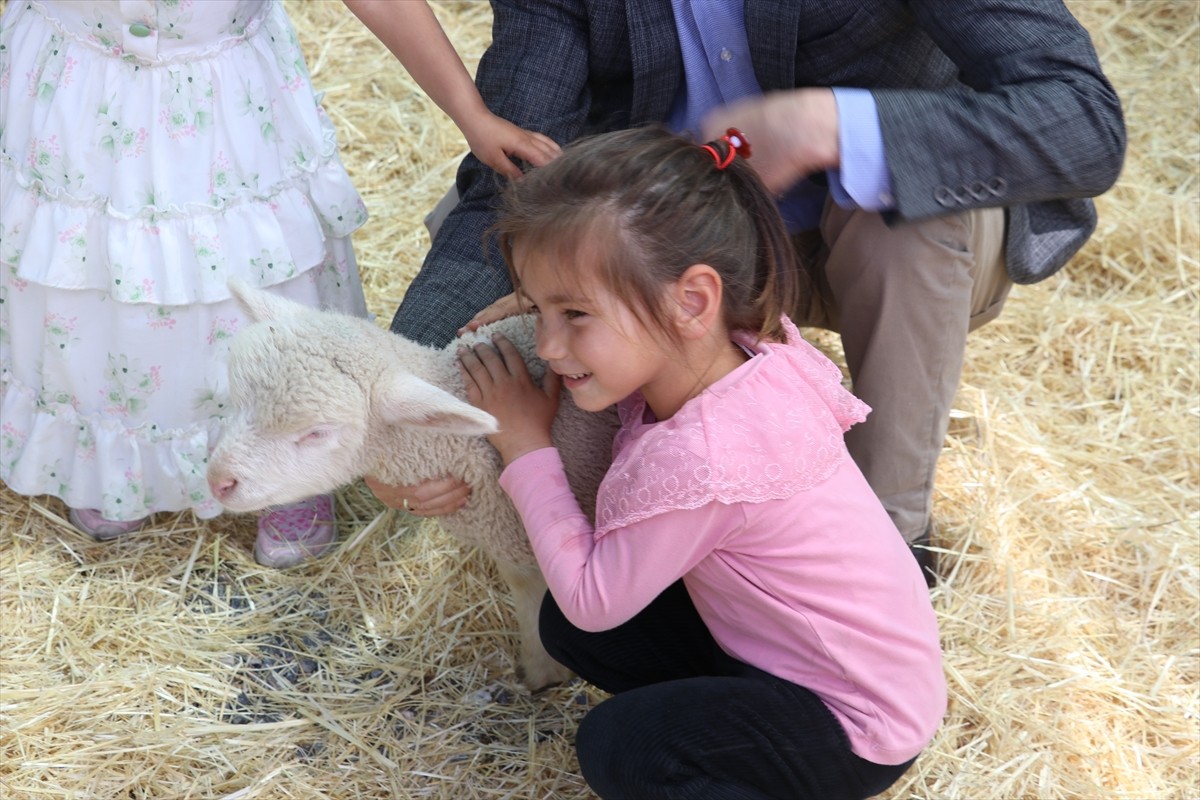 Kayseri'nin Talas ilçesinde 11 ilden getirilen koyunların katılımıyla güzellik yarışması...
