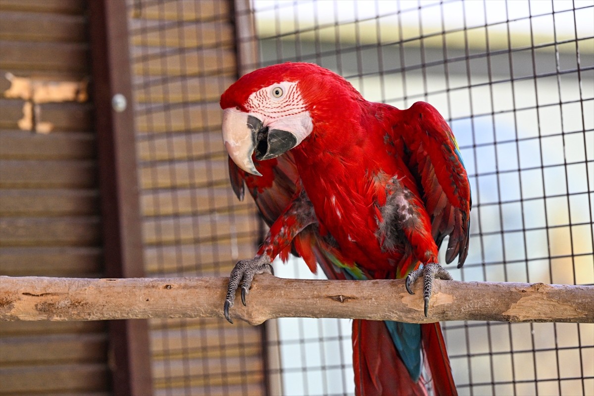 Kayseri Büyükşehir Belediyesi Hayvanat Bahçesi'nin tropikal kuşlar bölümünde 12 yıldır çalışan...