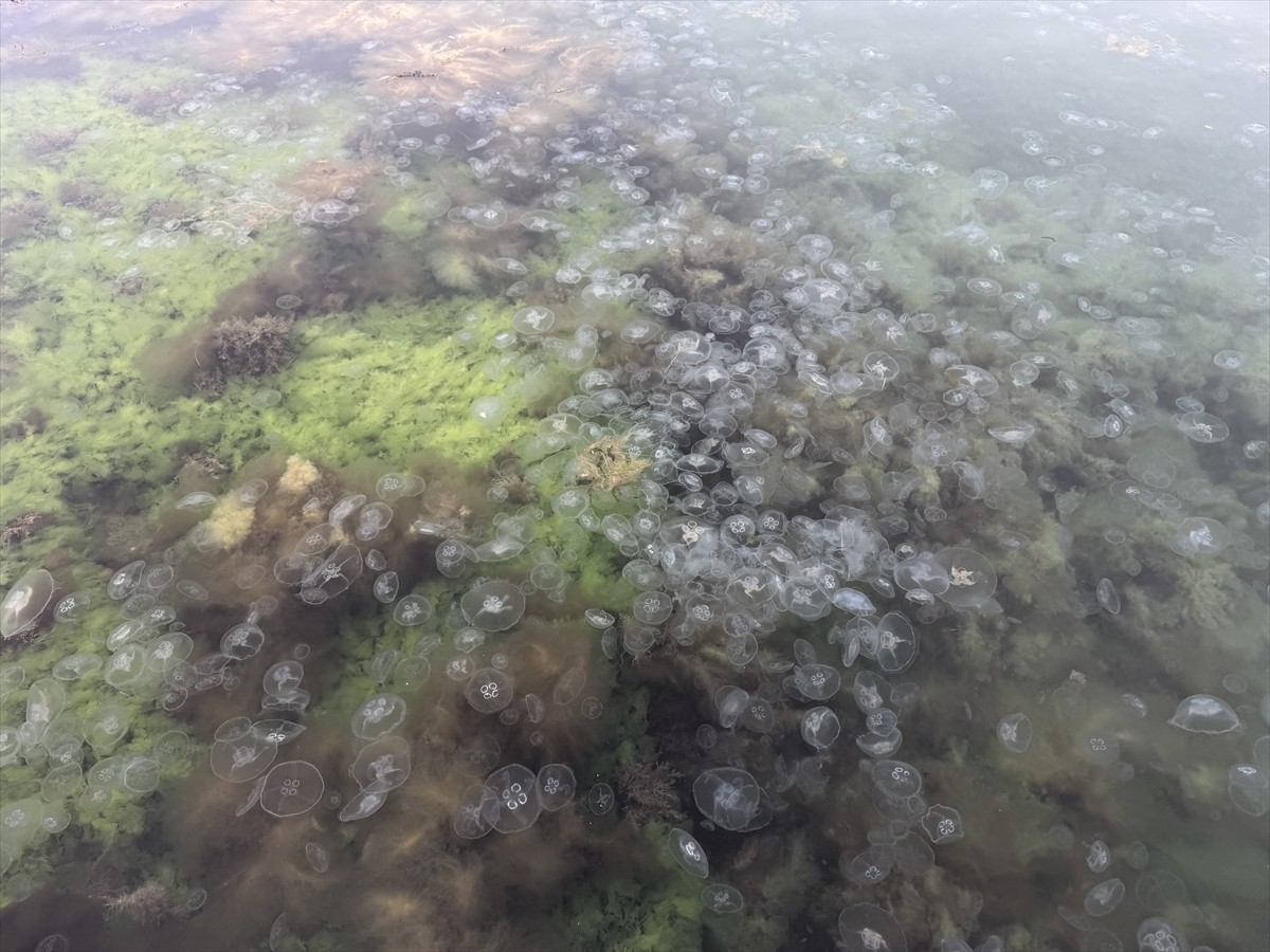 Kilometrelerce kıyı şeridine sahip Sinop'ta çok sayıda denizanası görüntülendi. Mevsimsel...