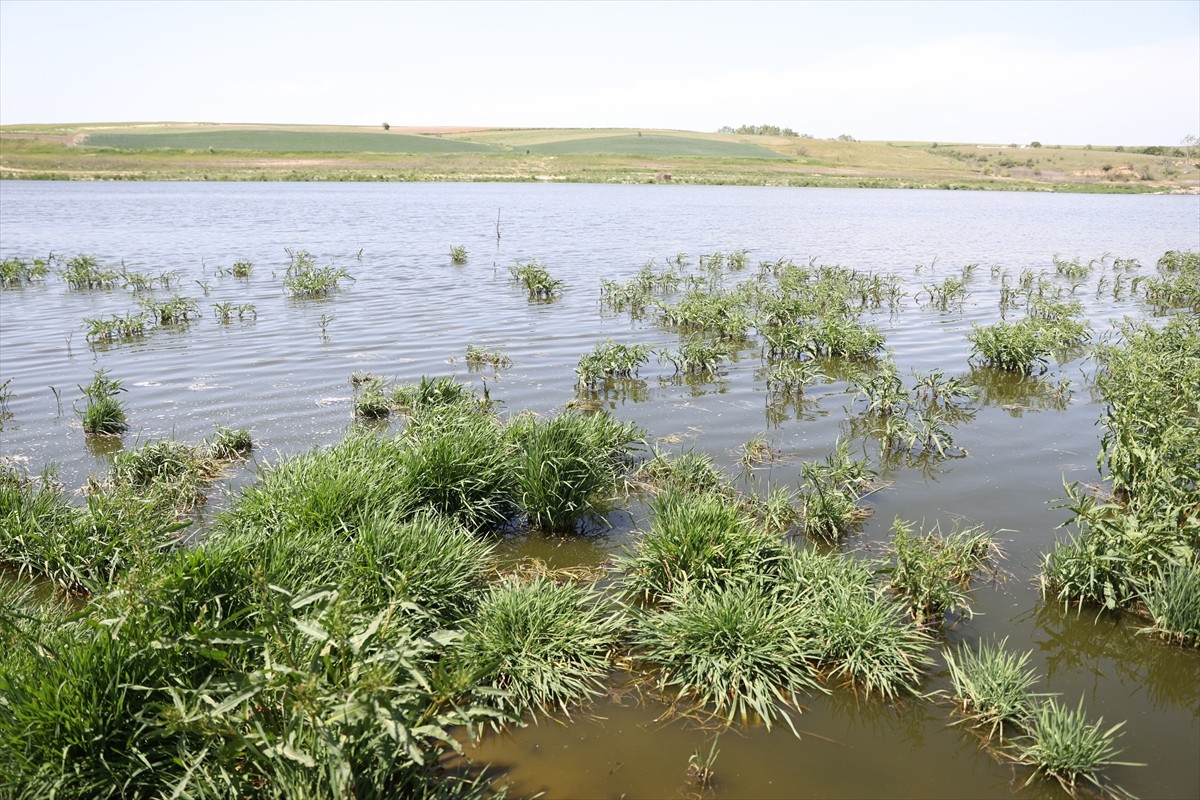  Kırklareli'nin Babaeski ilçesine bağlı Terzili köyündeki gölette balık ölümlerine ilişkin...