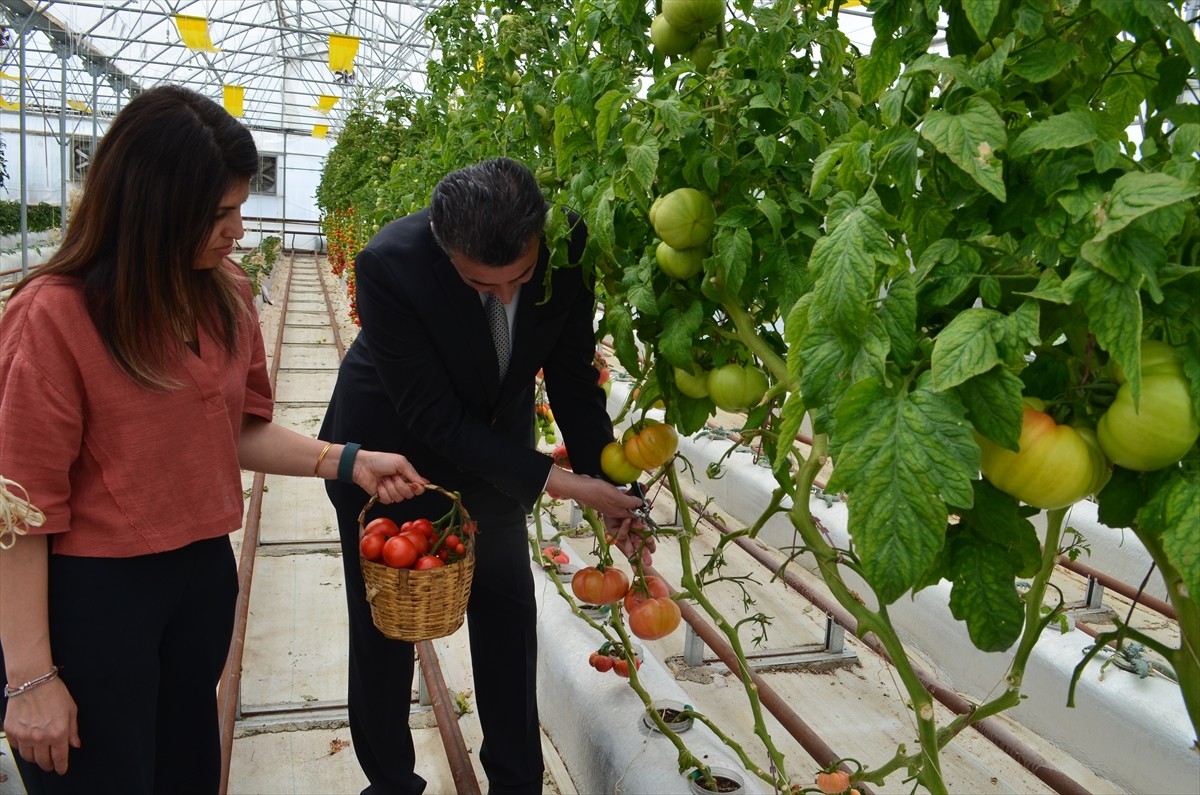 Kocaeli'de, İç Anadolu Bölgesi'nden getirilen volkanik cüruf kullanılarak topraksız tarım yapılan...