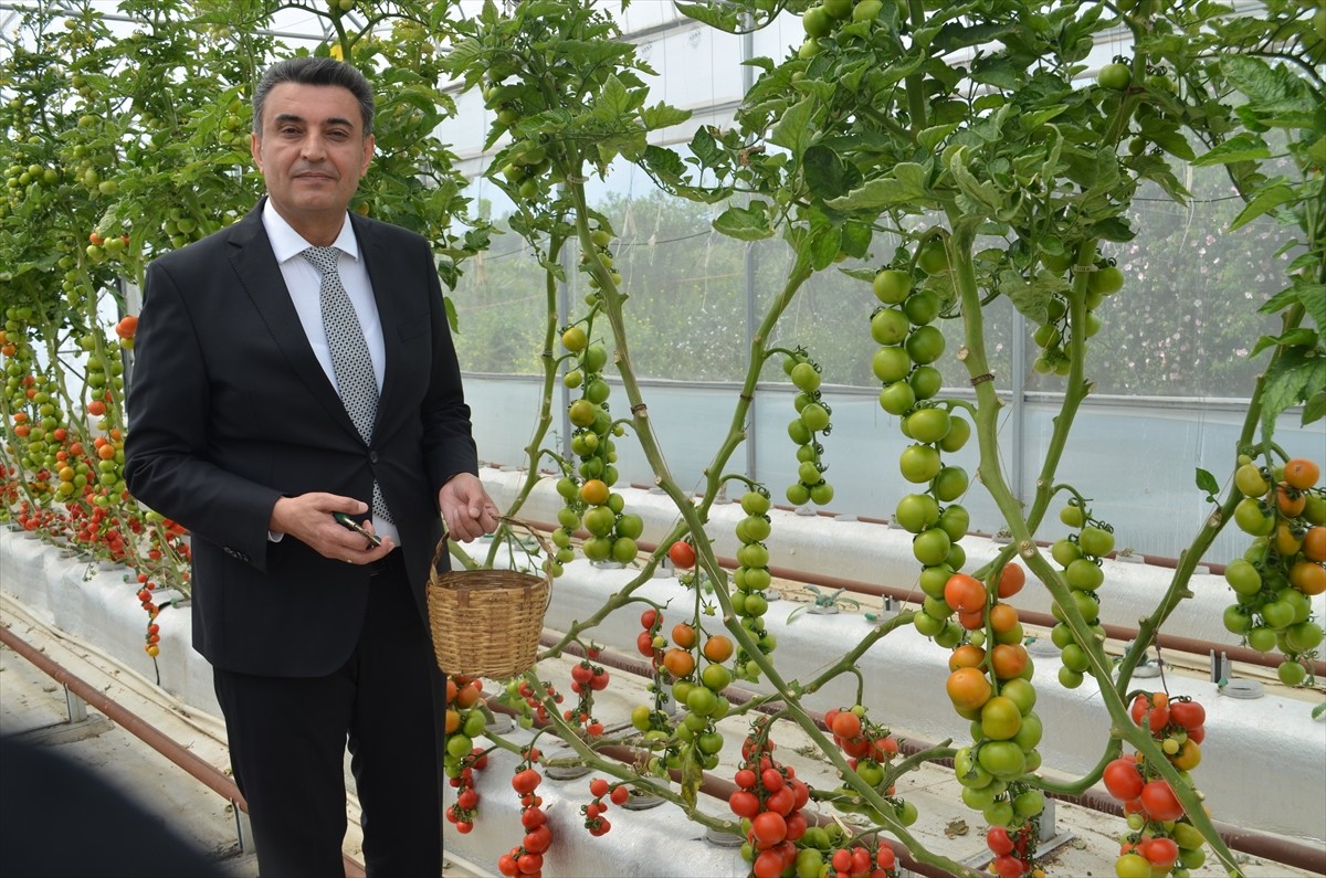 Kocaeli'de, İç Anadolu Bölgesi'nden getirilen volkanik cüruf kullanılarak topraksız tarım yapılan...