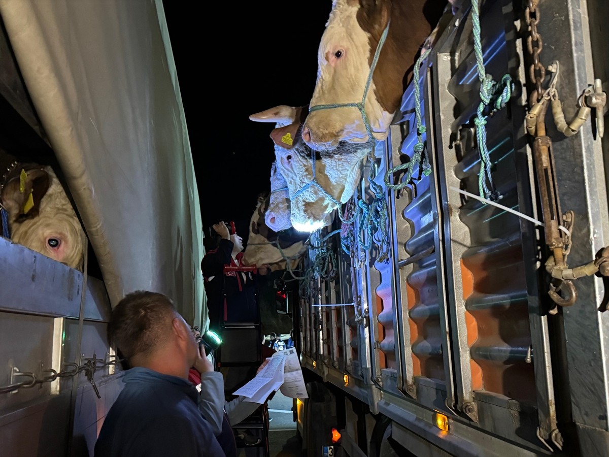 Kurban Bayramı'na sayılı günler kala İstanbul'a kurbanlık hayvan girişleri başladı. Kuzey Marmara...
