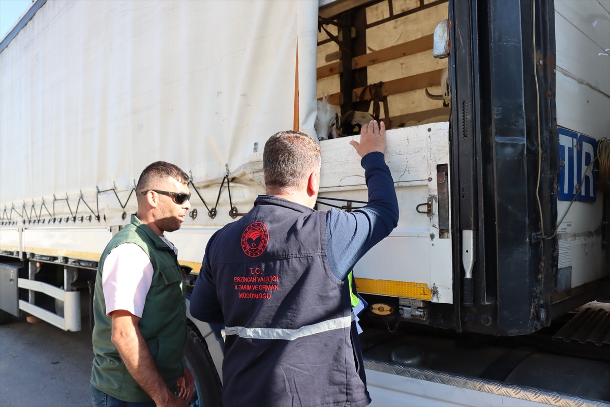 Kurban Bayramı öncesi Doğu Anadolu Bölgesi'nden batıya sevk edilmek üzere yola çıkan...