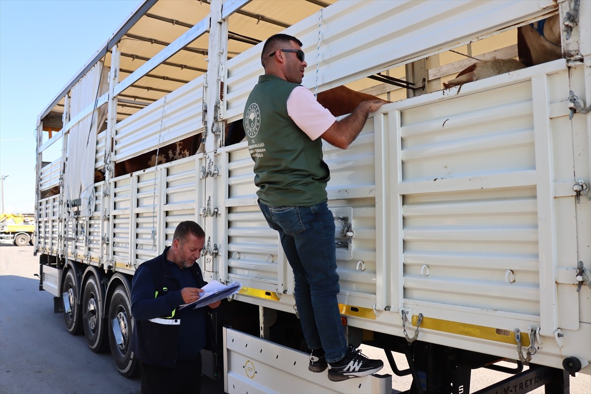 Kurban Bayramı öncesi Doğu Anadolu Bölgesi'nden batıya sevk edilmek üzere yola çıkan...
