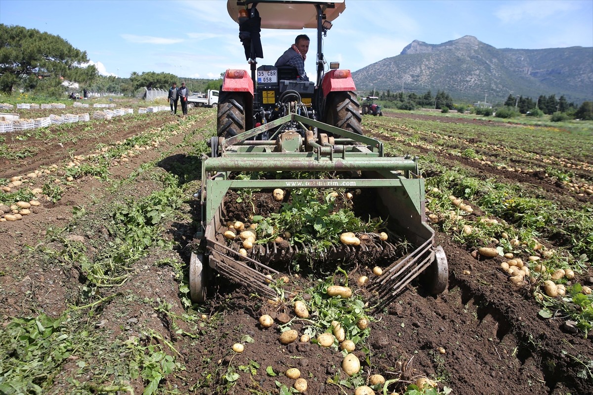 Muğla'nın Datça ilçesinde turfanda patates üretimi yapılan tarlalarda hasat yapılıyor. Sabah erken...