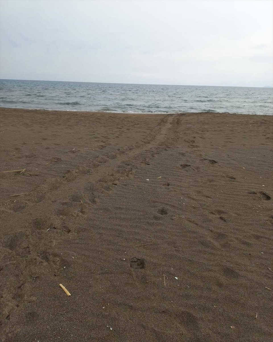 Muğla'nın Ortaca İlçesindeki İztuzu sahiline gelen caretta carettalar yumurta bırakmaya...