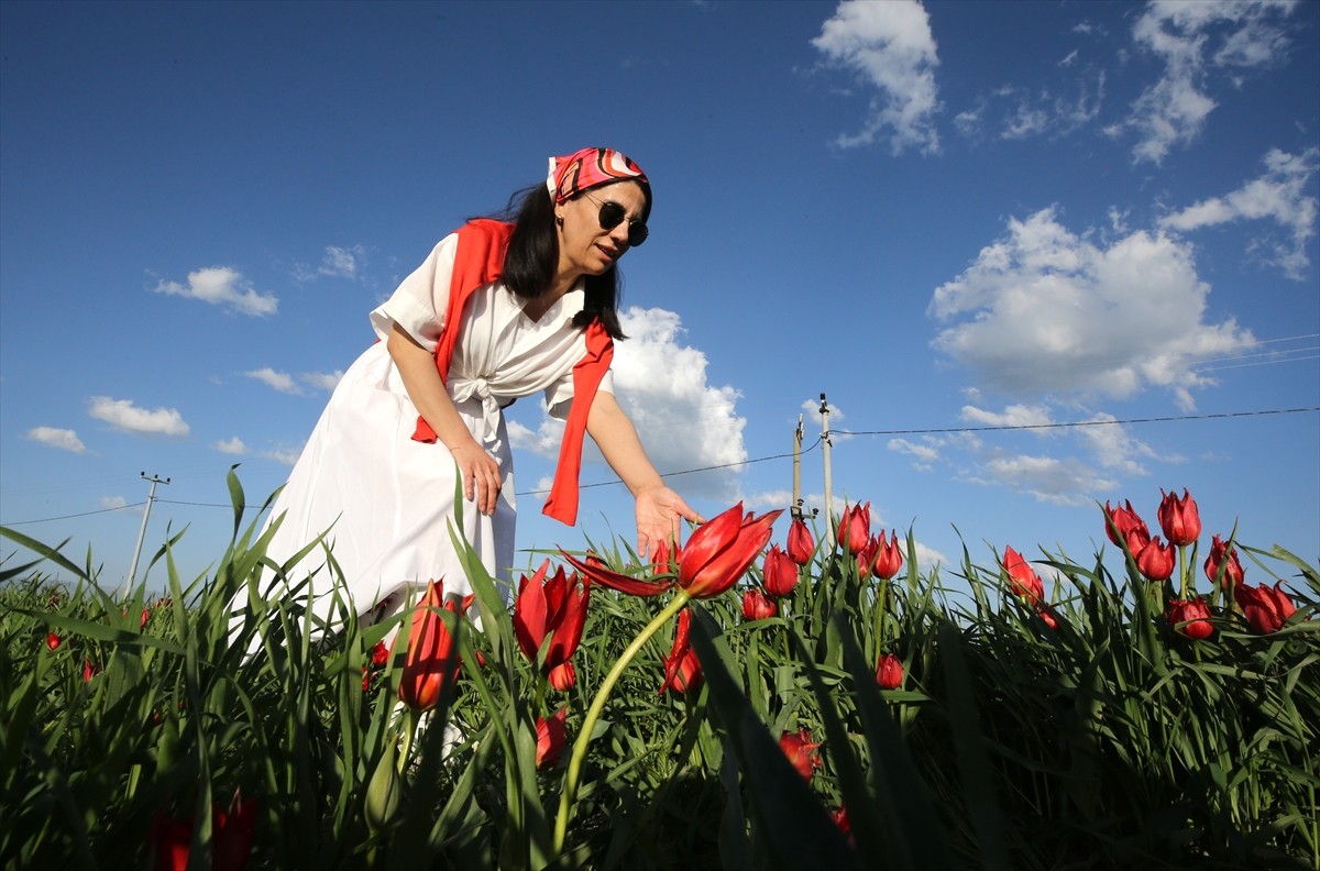 Muş'ta ömrü ortalama 3 hafta olan ve Tarım ve Orman Bakanlığına bağlı Bitkisel Üretim Genel...