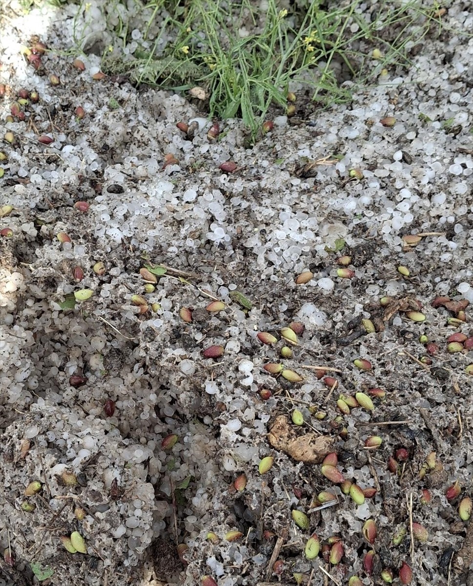 Şanlıurfa'nın Bozova ilçesinde dolu, bazı tarım alanlarına zarar verdi.