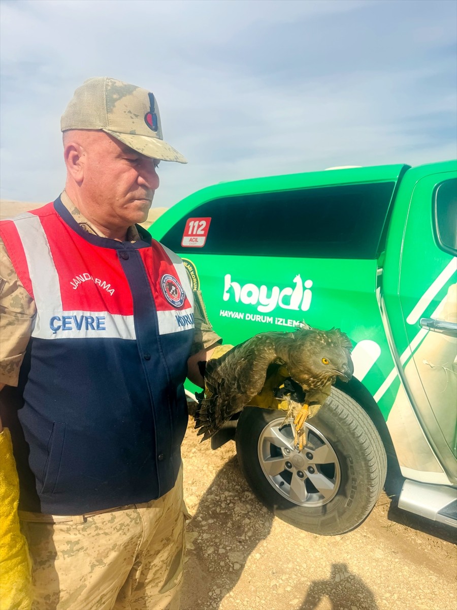 Şanlıurfa'nın Halfeti ilçesinde yaralı bulunan kızıl şahin, tedavi altına alındı.