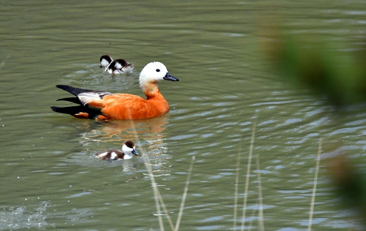 Sarıçam ormanları ve zengin bitki örtüsüyle öne çıkan Kars'ın Sarıkamış ilçesinde, yumurtadan yeni...