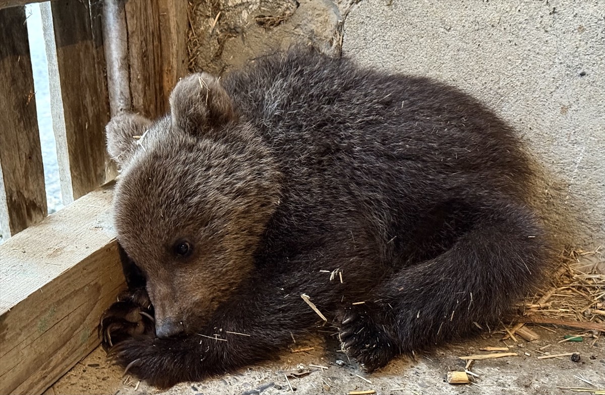 Sinop'ta doğada annesiz ve bitkin bulunan ayı yavrusu Doğa Koruma ve Milli Parklar ekiplerince...