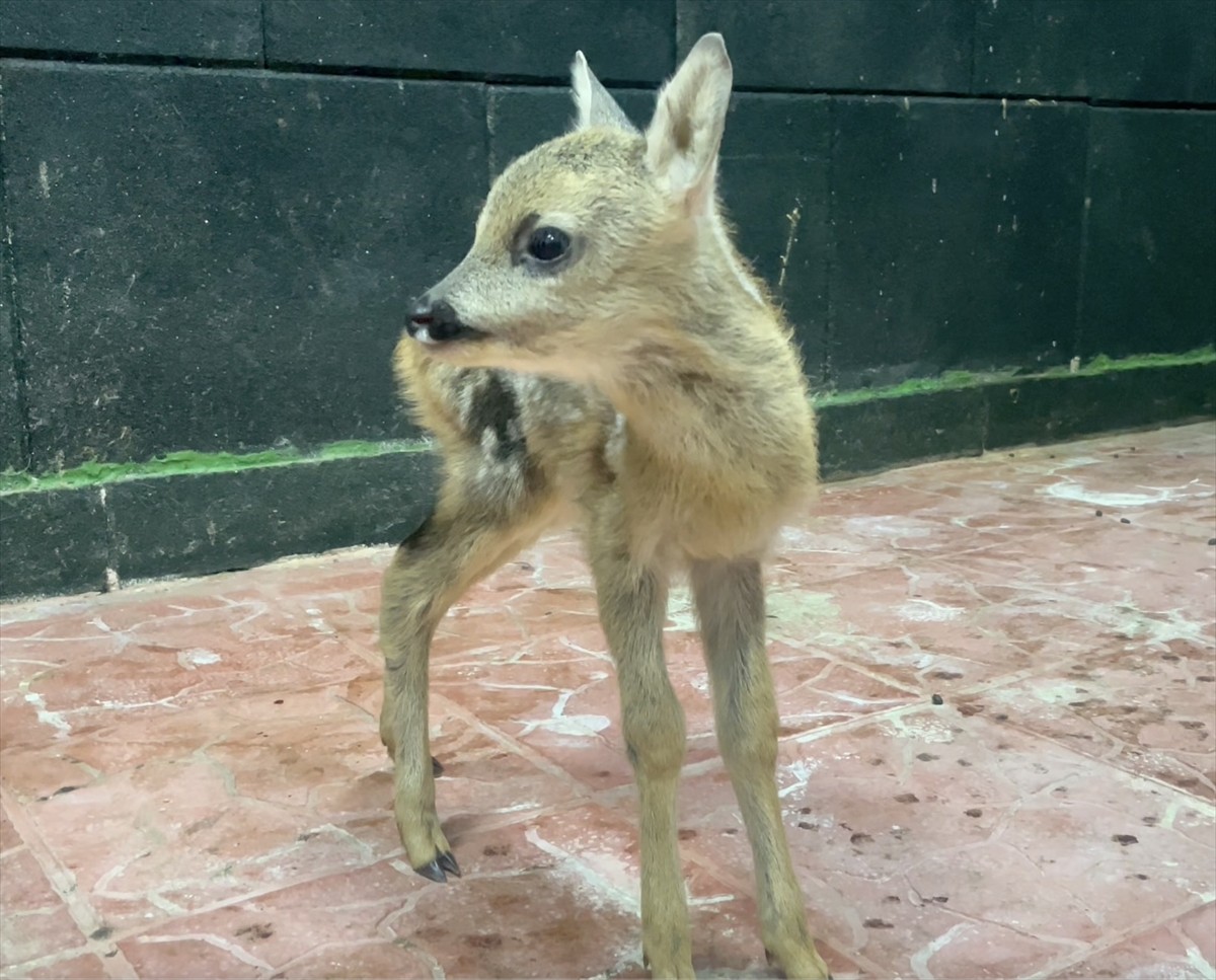 Sinop’ta doğada annesiz ve bitkin halde bulunan yavru karaca Doğa Koruma ve Milli Parklar...
