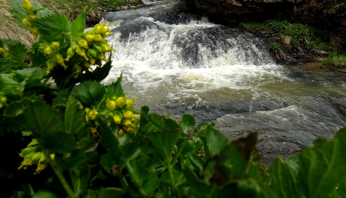 Türkiye'nin en yüksek yerleşim birimlerinden Kars'ın Sarıkamış ilçesinin 2 bin 200 rakımlı doğası...