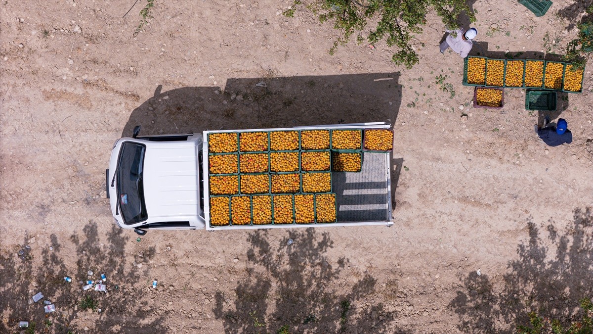 Türkiye'nin önemli kayısı üretim merkezlerinden Mersin'in Mut ilçesinde, hasat mesaisi...