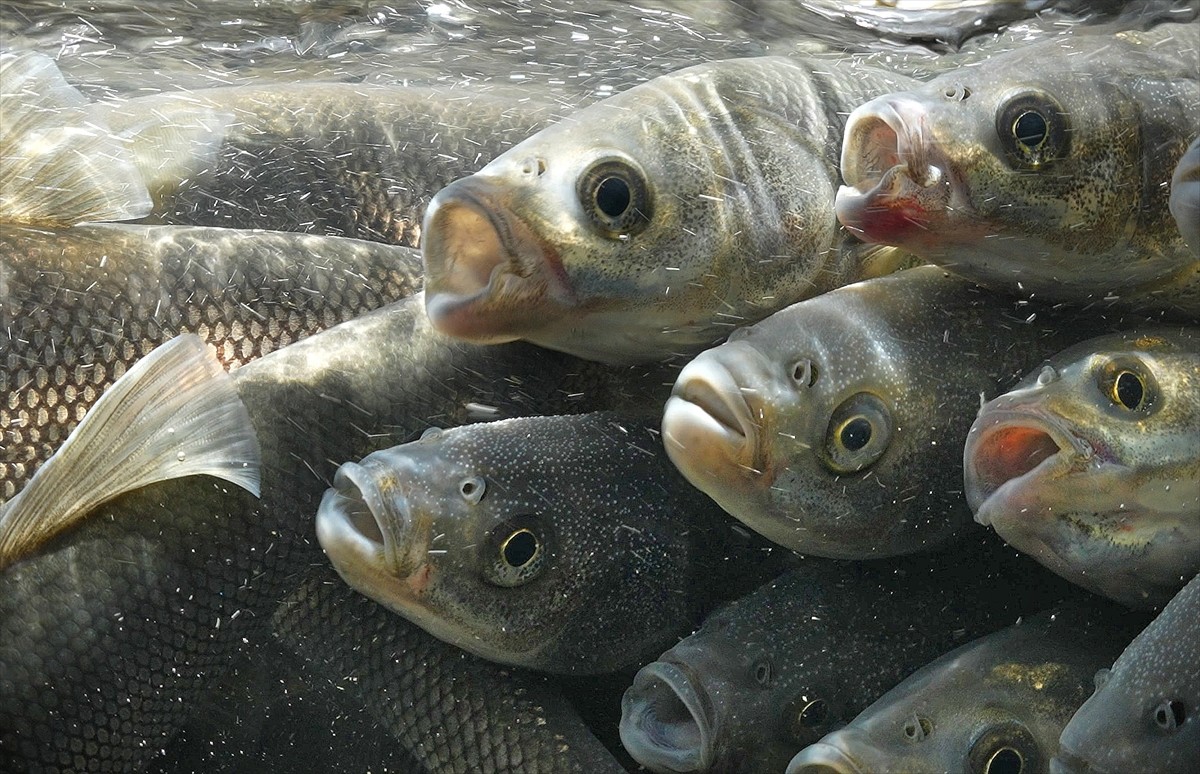 Van Gölü'nde yaşayan inci kefalinin üreme dönemlerinde suyun tersine yüzerek tatlı sulara yaptığı...