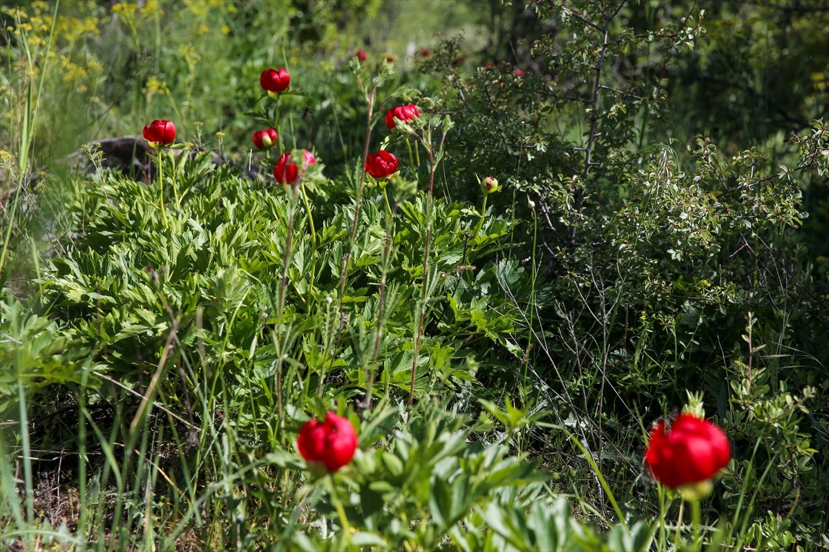  Yılda 15 gün açan Uşak'a özgü şakayık türü İtecik lalesi çiçek açtı.