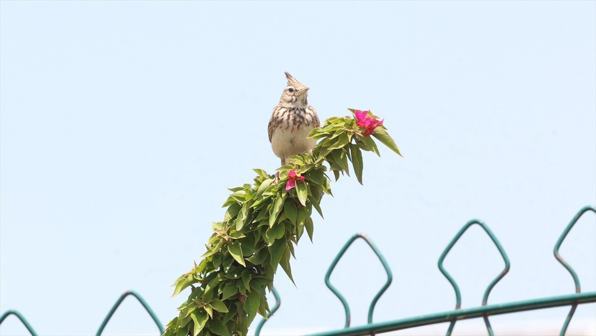 Antalya'nın Boğaçayı bölgesinde, yaklaşık 4 yıllık çalışma kapsamında 220 farklı kuş türü tespit...
