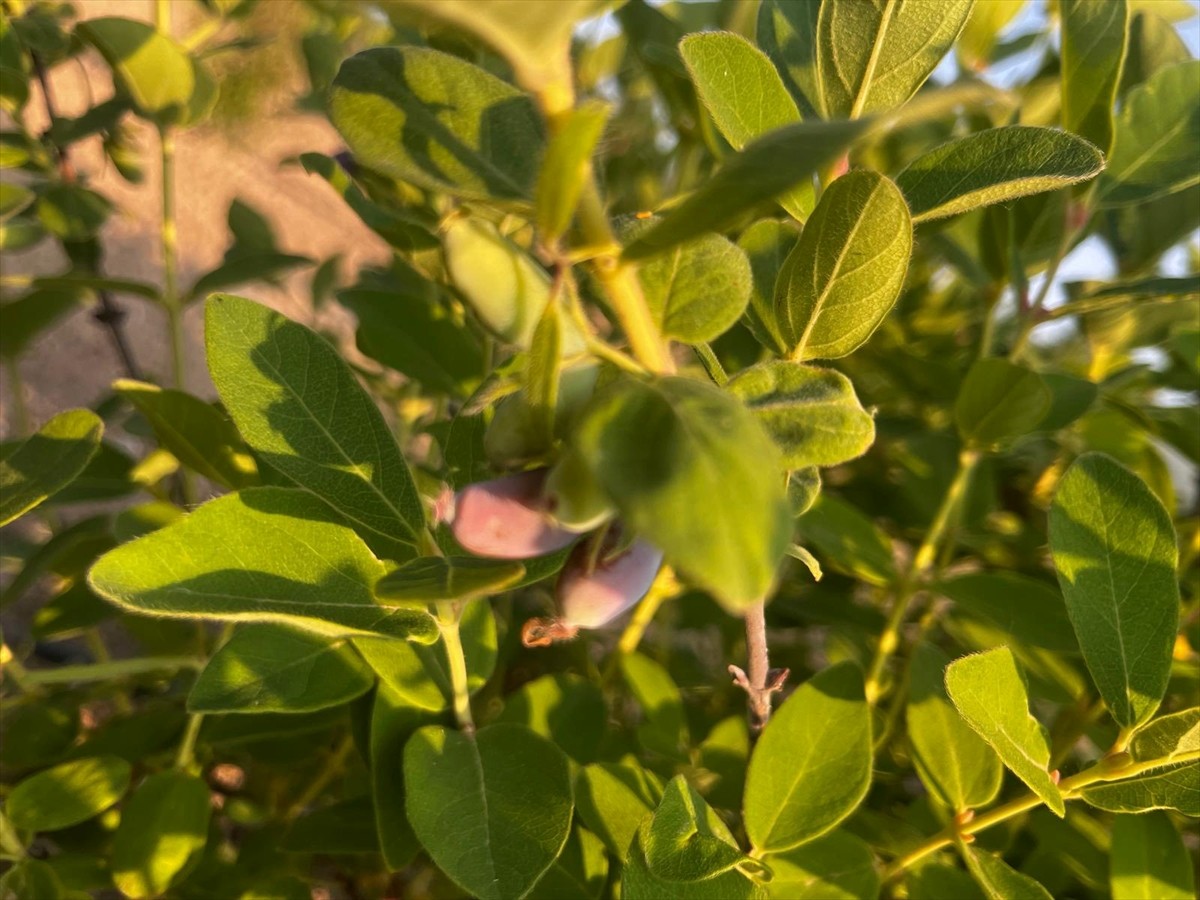 Bayburt Üniversitesi Tarım ve Hayvancılık Uygulama ve Araştırma Merkezince iklime ve çevresel...