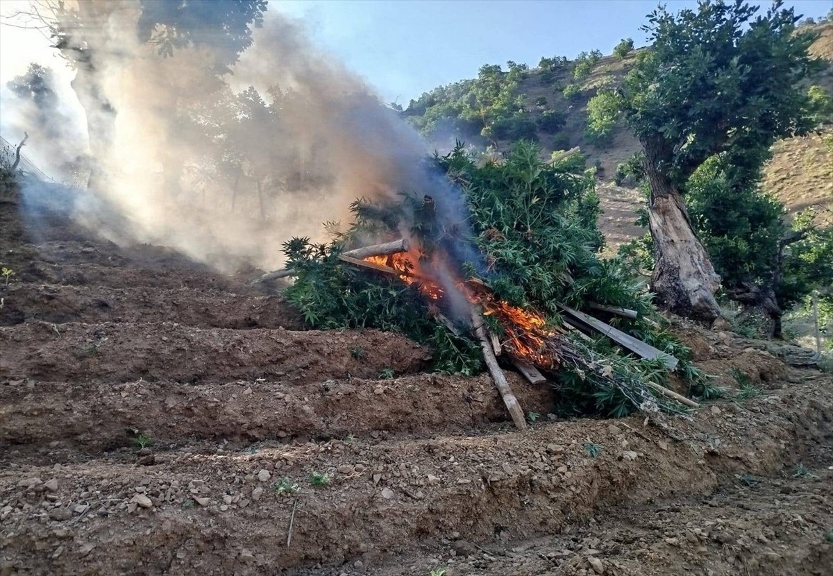 Bingöl'ün Genç ilçesinde düzenlenen operasyonda 15 bin 300 kök Hint keneviri ele geçirildi.