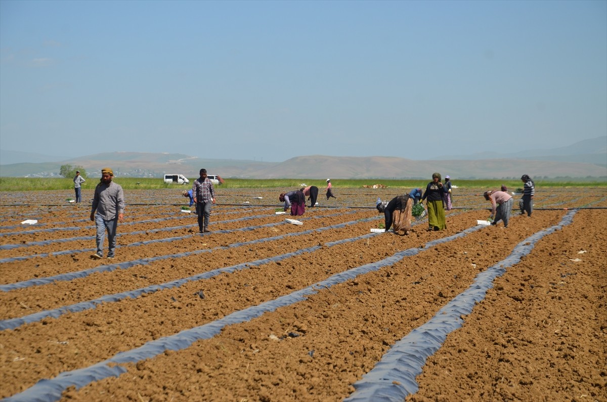 Bölgenin önemli karpuz üretim merkezlerinden Muş Ovası'nda karpuz fideleri toprakla...