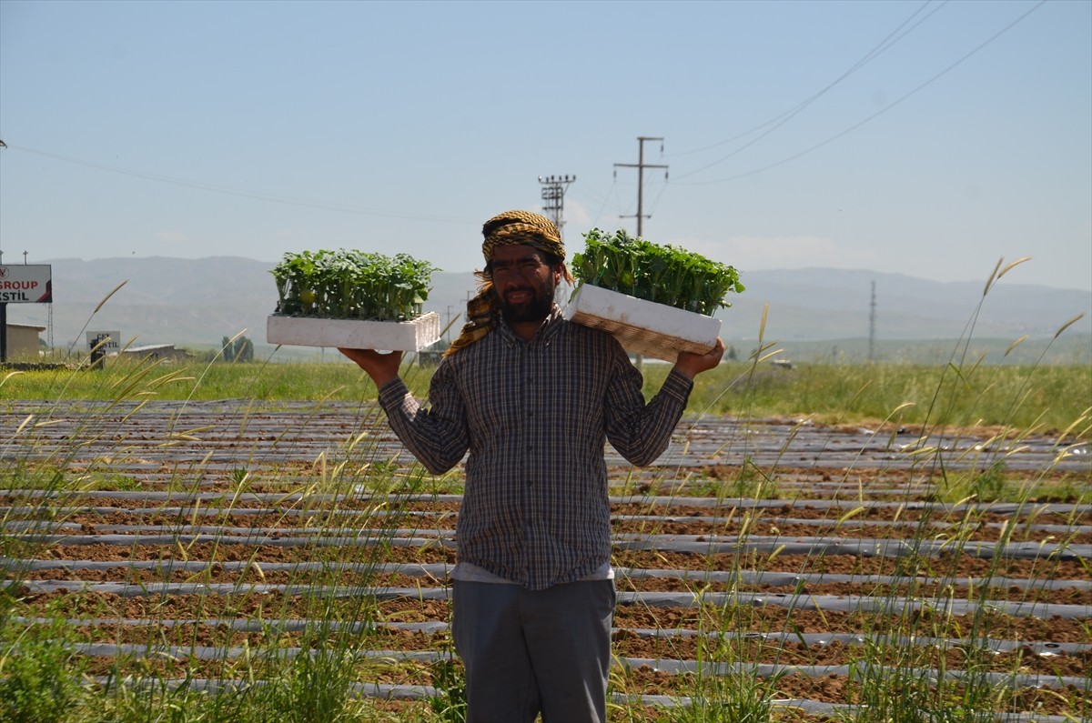 Bölgenin önemli karpuz üretim merkezlerinden Muş Ovası'nda karpuz fideleri toprakla...