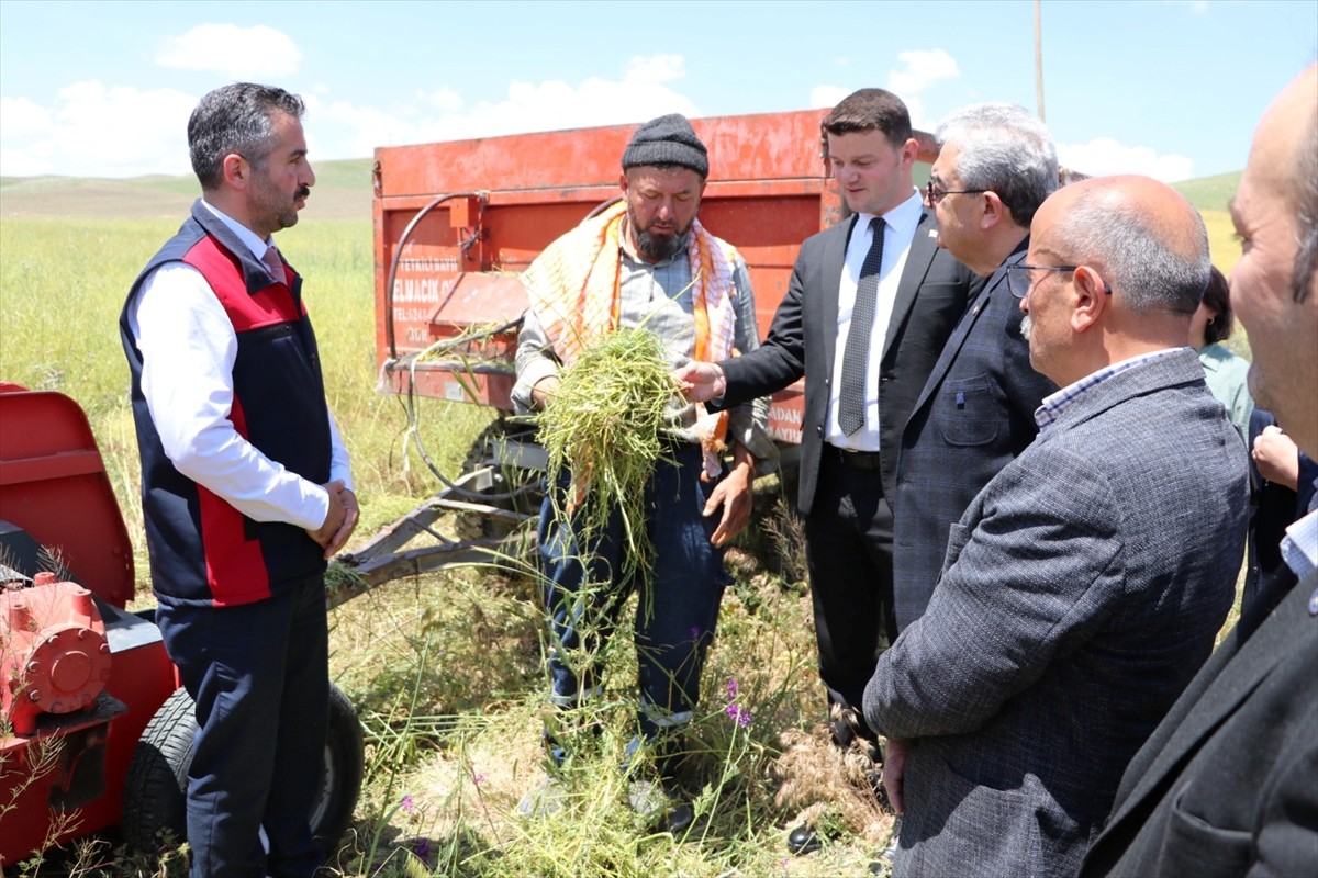 Burdur'da az su tüketen ve kuraklığa dayanıklı "ot tipi yem şalgamı" bitkisinin hasadı Kemer'de...