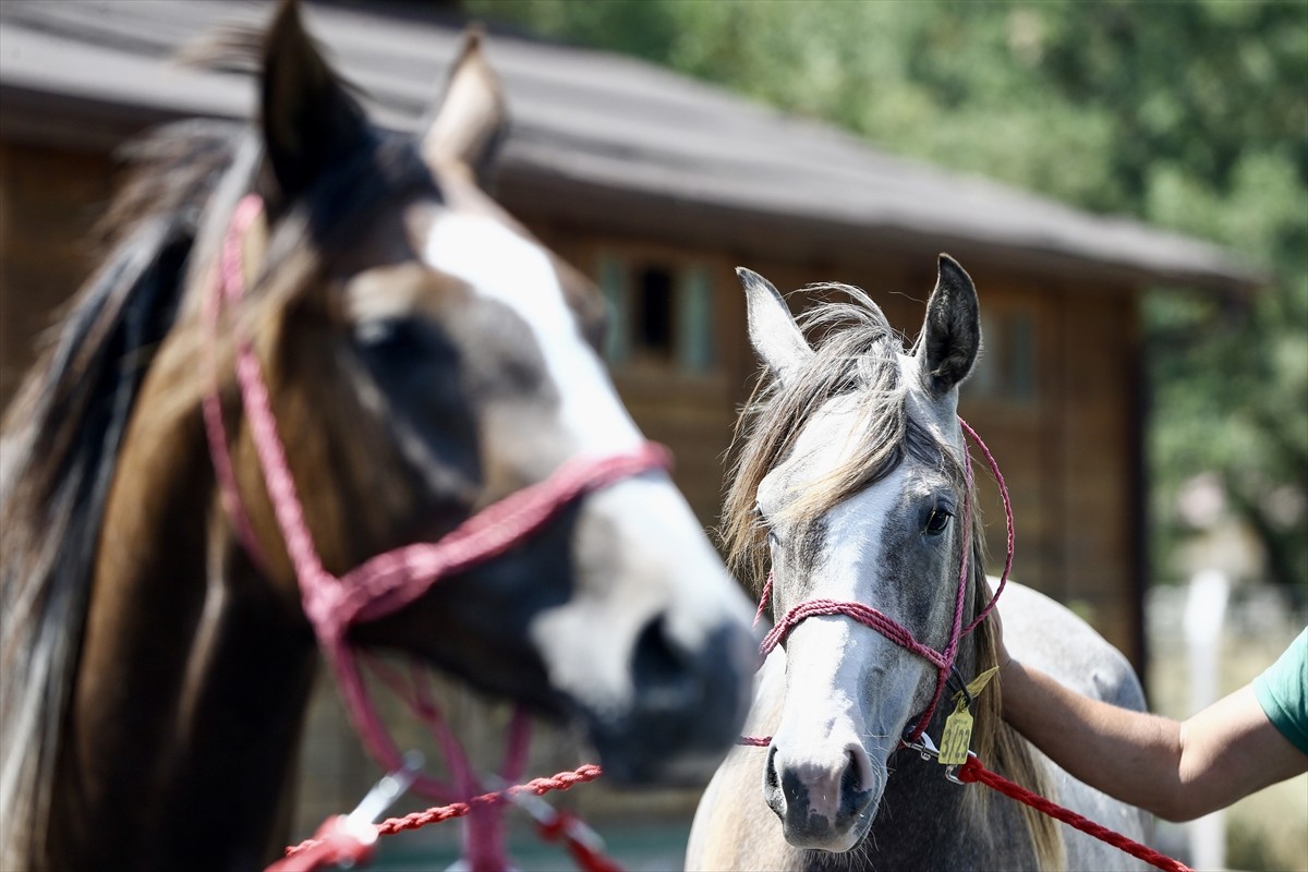 Bursa'da, Tarım İşletmeleri Genel Müdürlüğü (TİGEM) Karacabey Tarım İşletmesi tarafından...