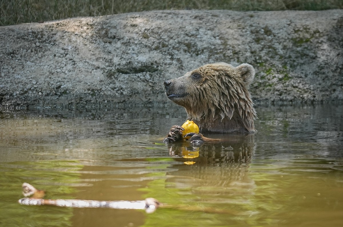 Bursa'nın Karacabey ilçesindeki ayı barınağının sakinleri, sıcak geçen yaz günlerinde yüksek...