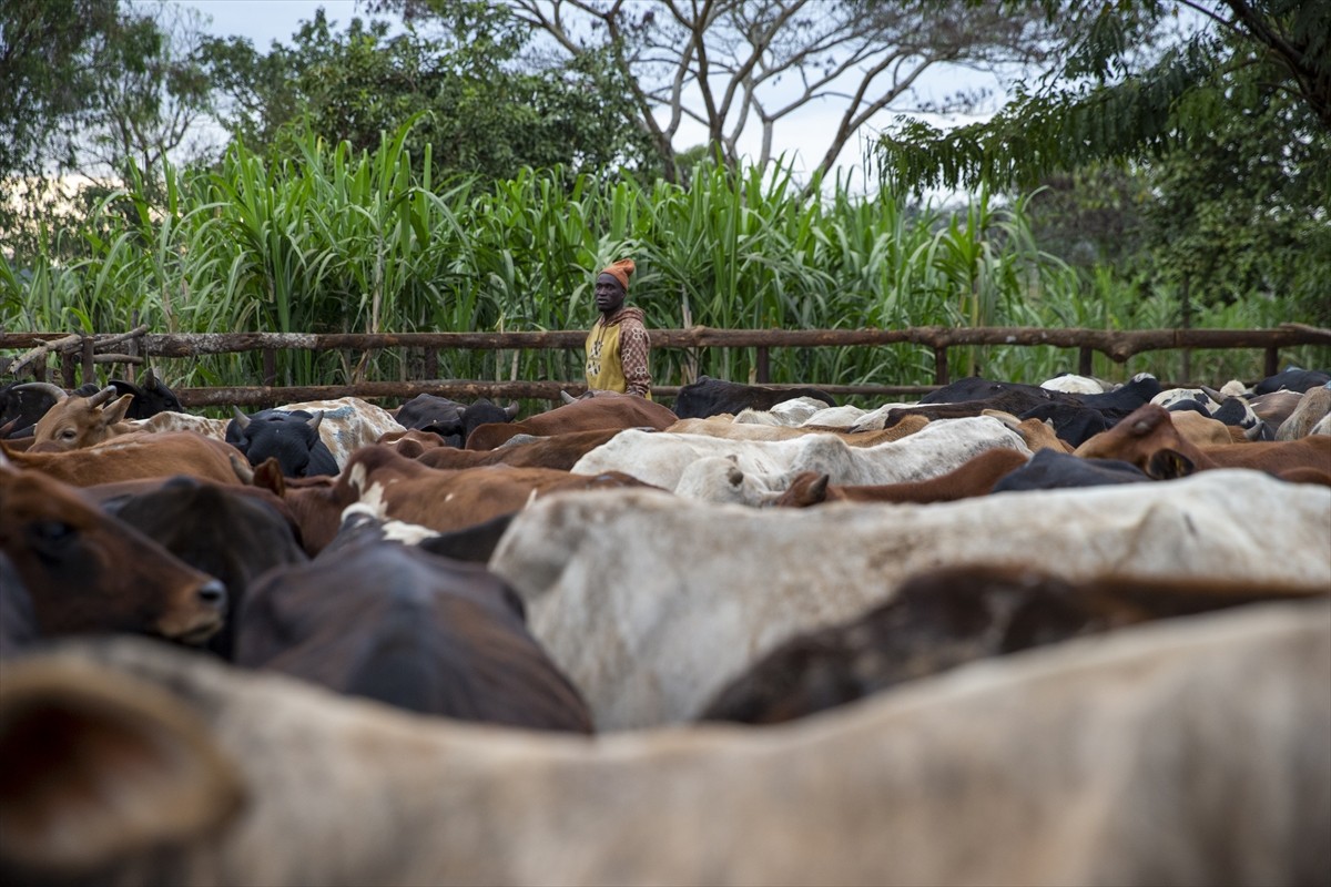 Diyanet İşleri Başkanlığı ve Türkiye Diyanet Vakfının (TDV) "Kurbanını paylaş, kardeşinle...