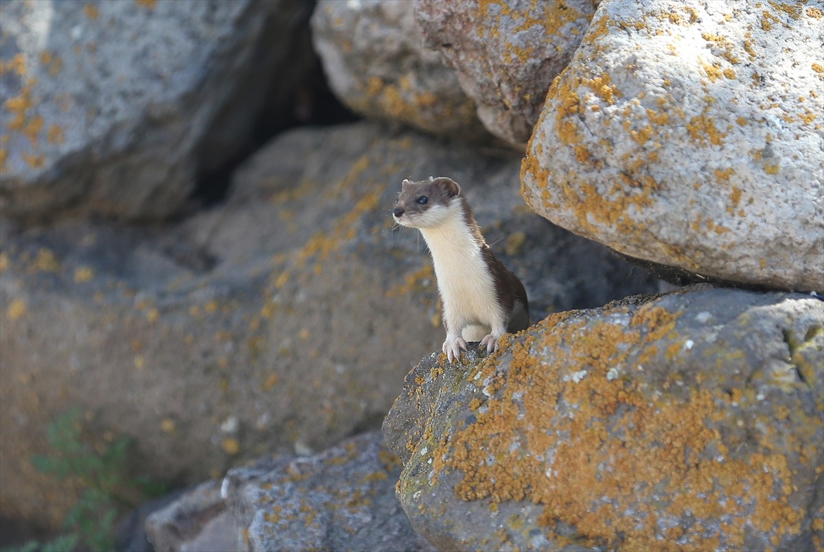 Doğada nadir rastlanan ve koruma altında bulunan gelincik, Kars kırsalında taşlar arasında...