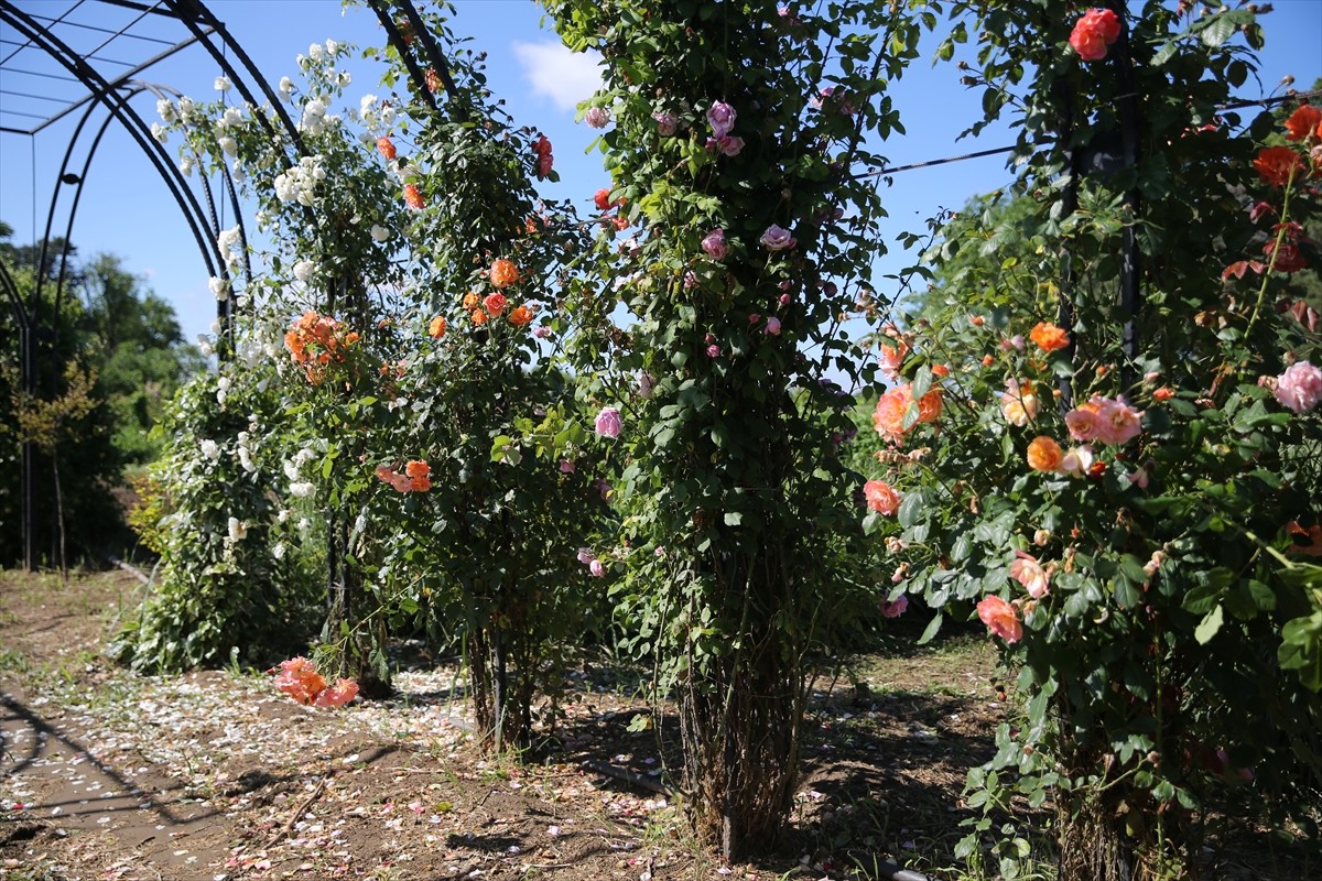 Edirne'de kokulu, rengarenk çiçek ve bitkilerin yer aldığı "Koku Tüneli" oluşturuldu. Tarım ve...
