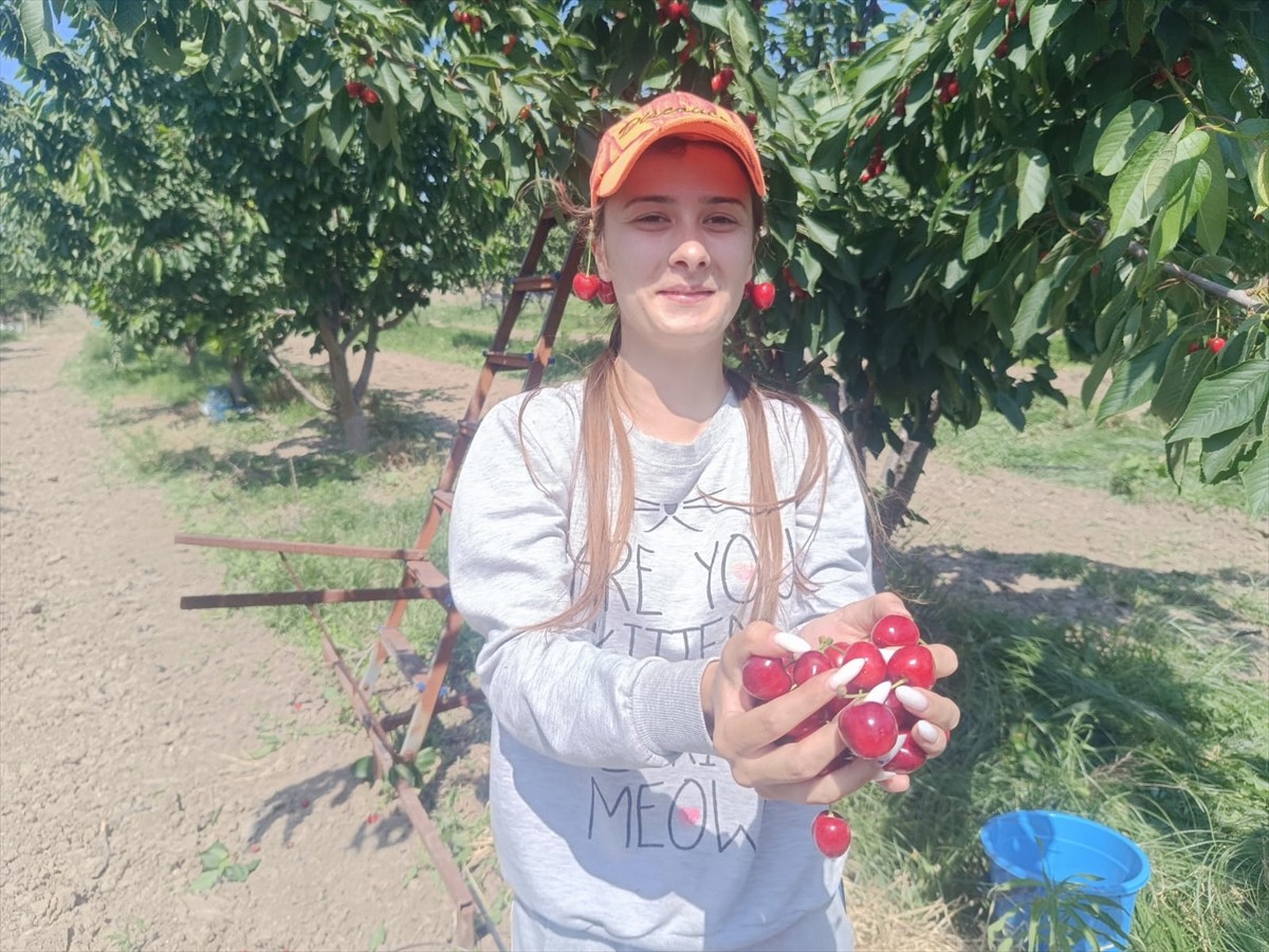 Edirne'nin Enez ilçesine bağlı Çeribaşı köyünde, büyük bölümü Avrupa ülkelerine ihraç edilen...