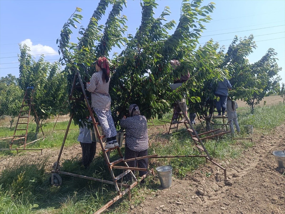 Edirne'nin Enez ilçesine bağlı Çeribaşı köyünde, büyük bölümü Avrupa ülkelerine ihraç edilen...
