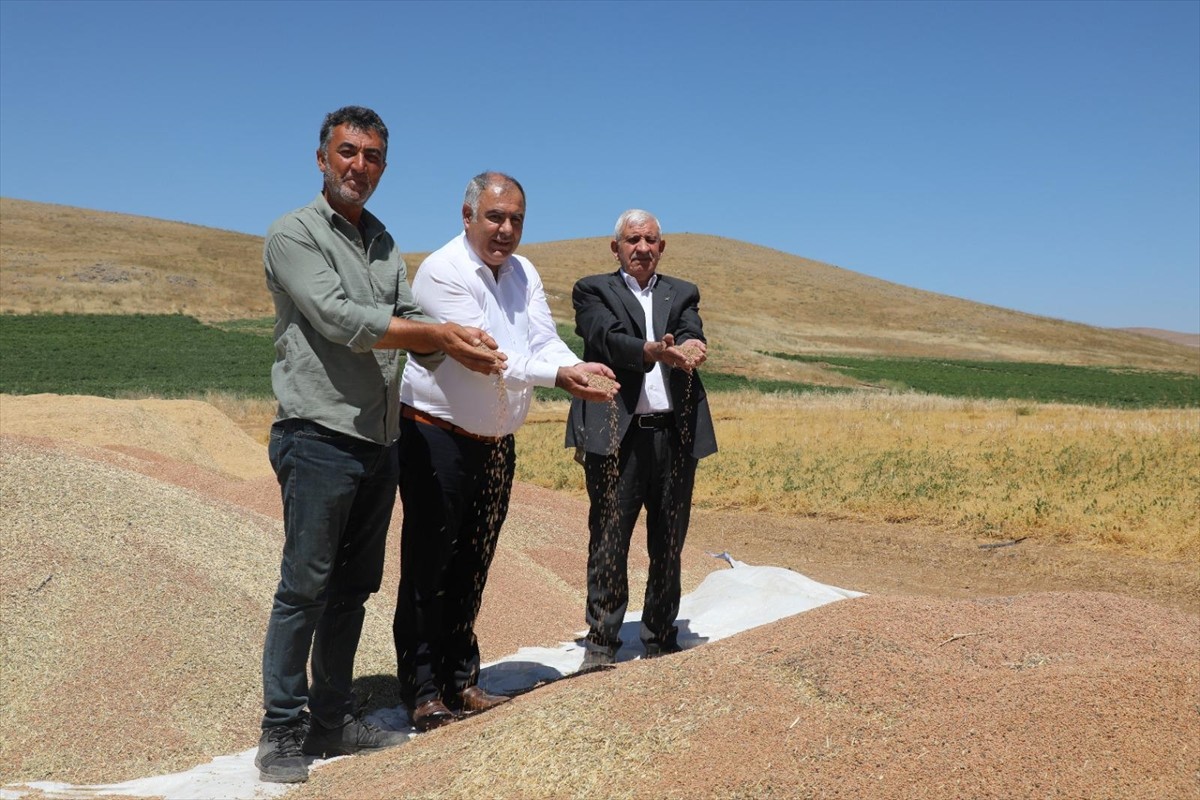 Elazığ'da, hasadına başlanan kırmızı mercimekte 2 bin 574 ton rekolte tahmin ediliyor.