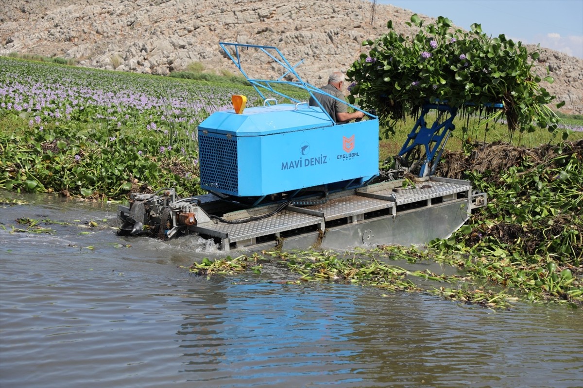 Hatay'ın Kırıkhan ilçesindeki Gölbaşı Gölü'nü kaplayan ve istilacı türlerden olan su sümbülleri...