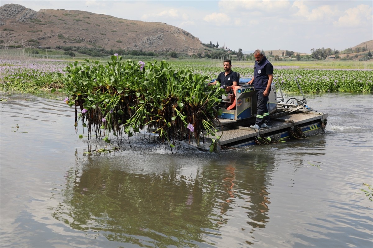 Hatay'ın Kırıkhan ilçesindeki Gölbaşı Gölü'nü kaplayan ve istilacı türlerden olan su sümbülleri...
