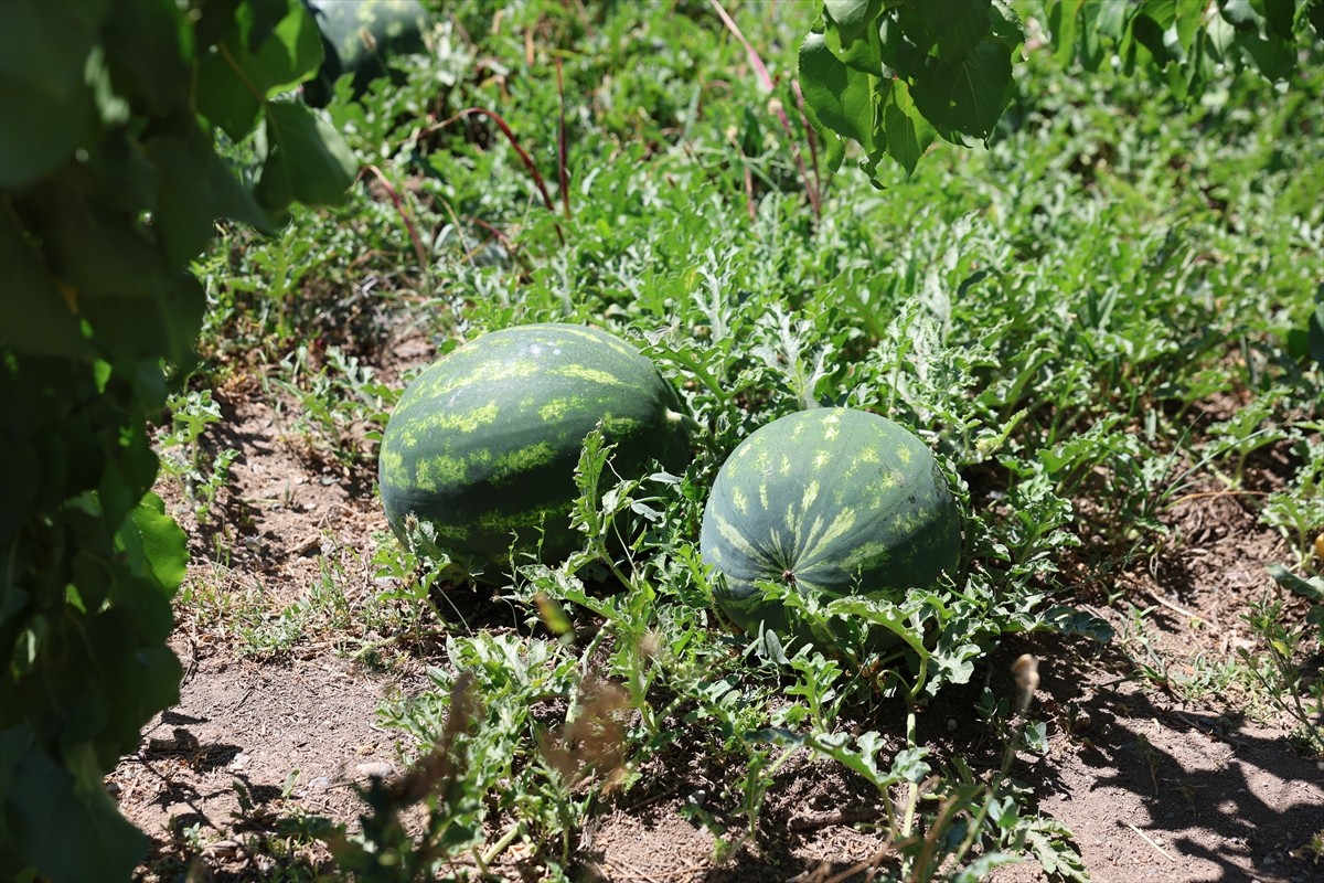 Iğdır'da üretilen karpuzun ilk hasadı, Oba köyündeki üretim alanında gerçekleştirildi.