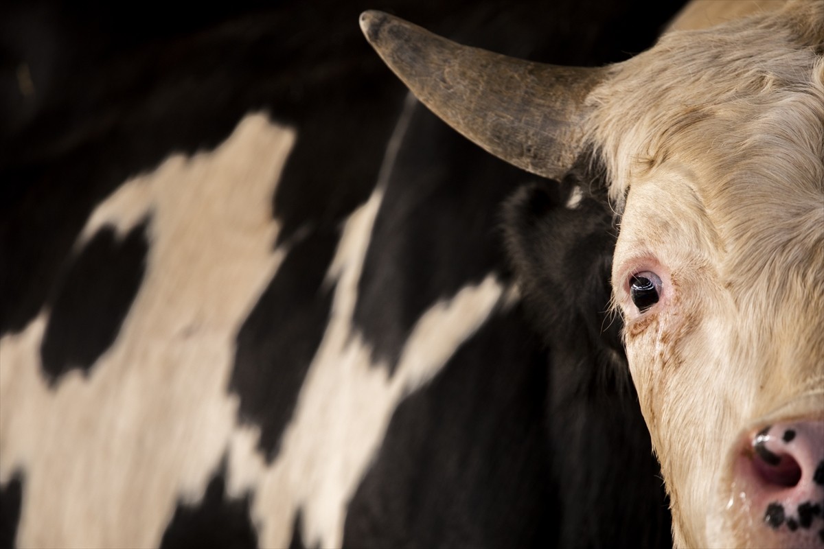 Irak’ın Erbil kentinde Kurban Bayramı öncesinde hayvan pazarlarında satışların bulaşıcı hastalık...