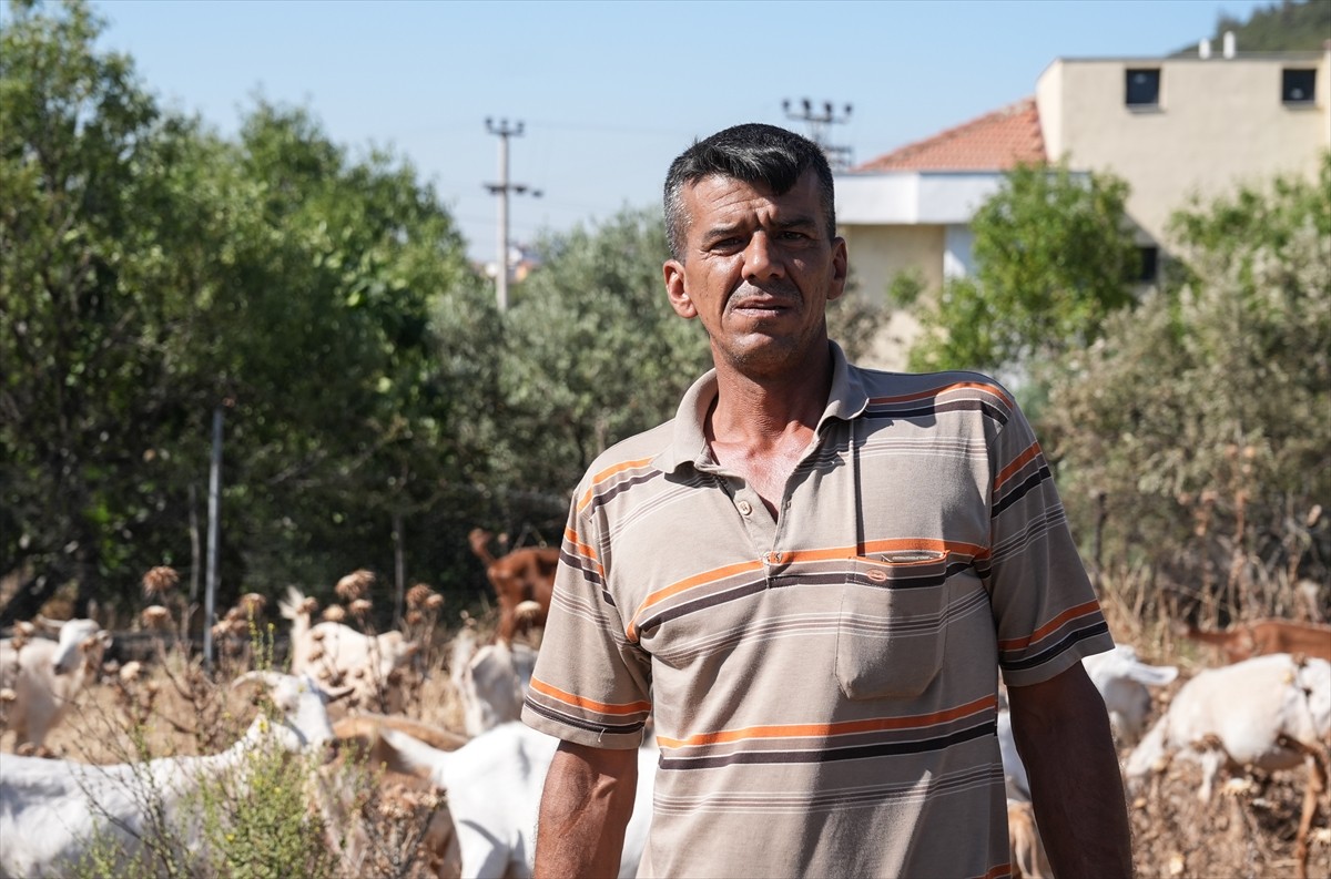 İzmir'de dün başlayan ve sabah saatlerinde kontrol altına alınan orman yangınında ev ve ağılları...