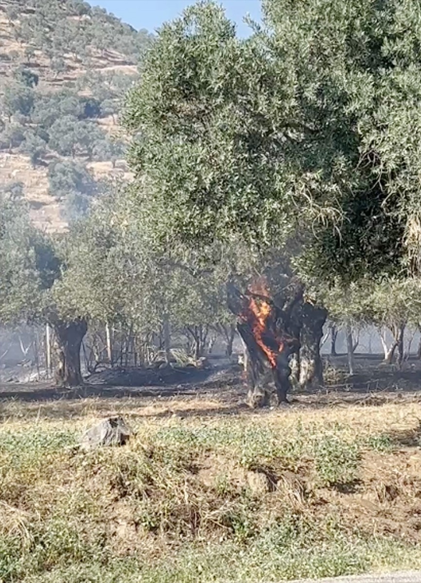  İzmir'in Bayındır ilçesinde zeytin ağaçlarının bulunduğu alanda çıkan yangın...