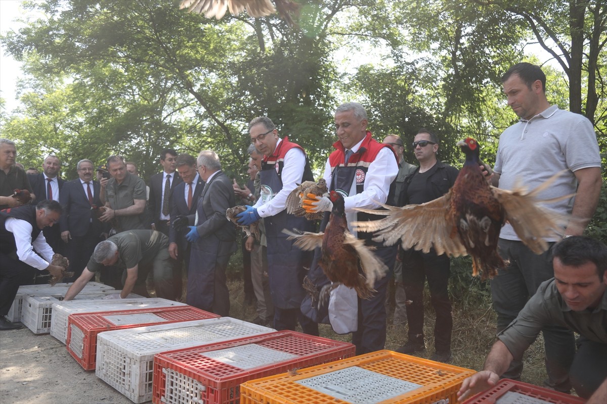 Karadeniz Bölgesi'nde başta fındık olmak üzere 300 bitkiye zarar veren kahverengi kokarca ile...