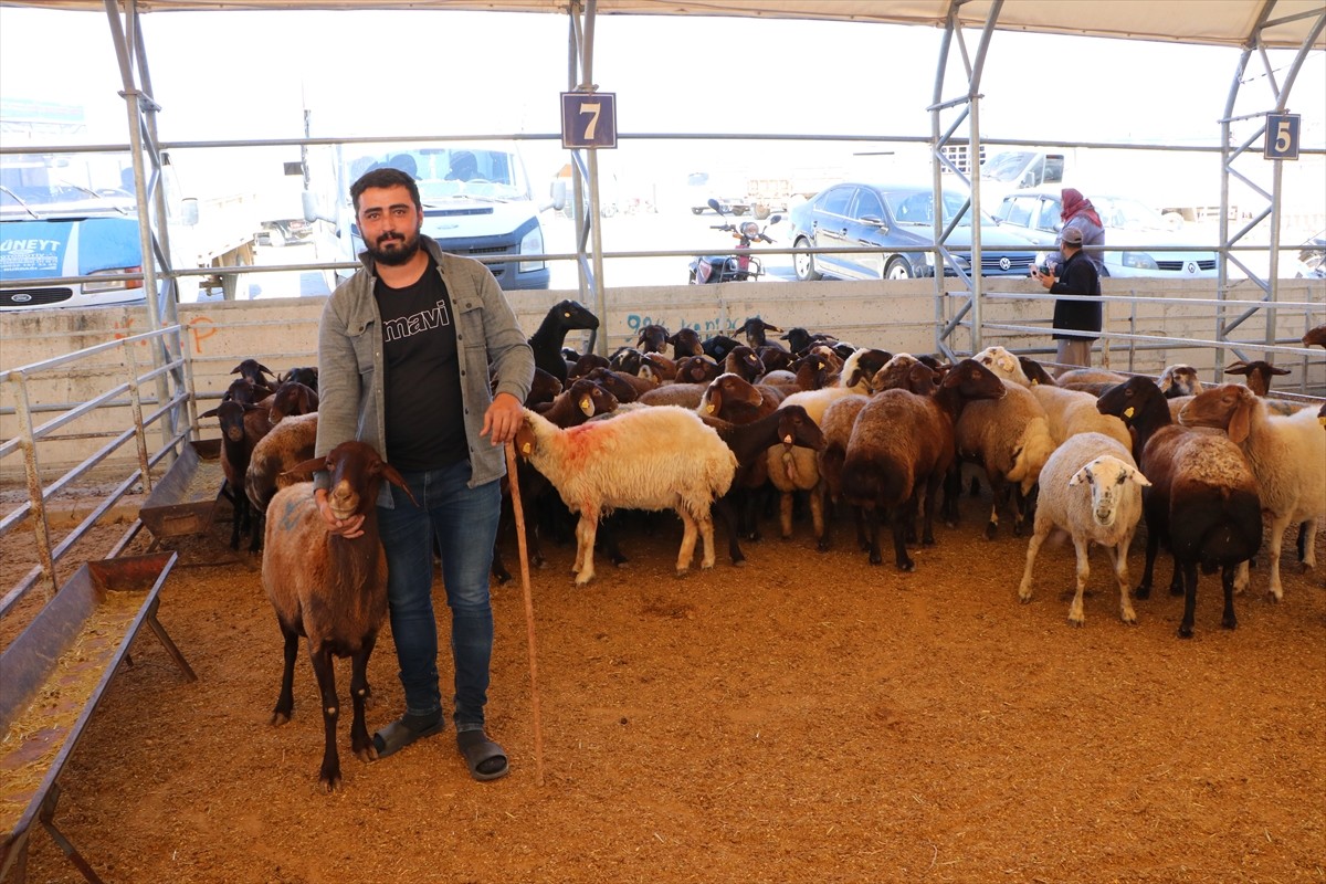 Kilis'te Mücahitler Mahallesi'nde kurulan canlı hayvan pazarında kurbanlıklar satışa sunuldu.