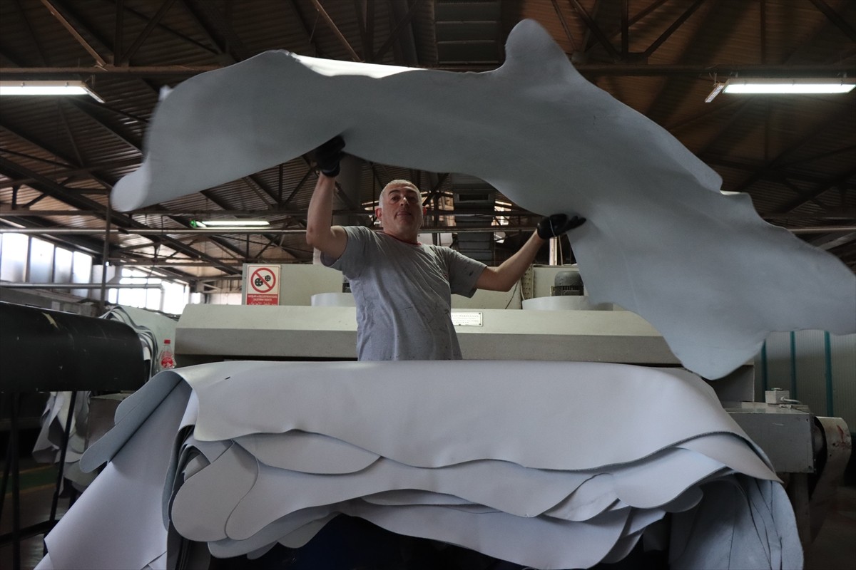 Kurban Bayramı'nda kesilecek büyükbaş hayvanların derilerinin doğru yüzülüp işlenmesiyle ekonomiye...